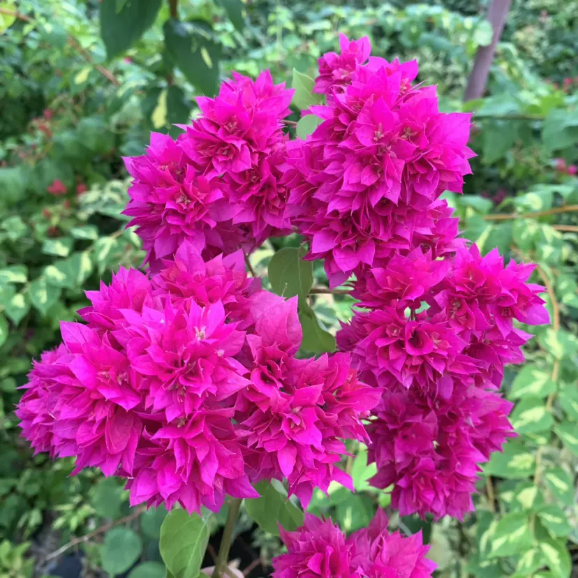 重瓣枣红 三角梅 扦插苗 重瓣四季开花花卉