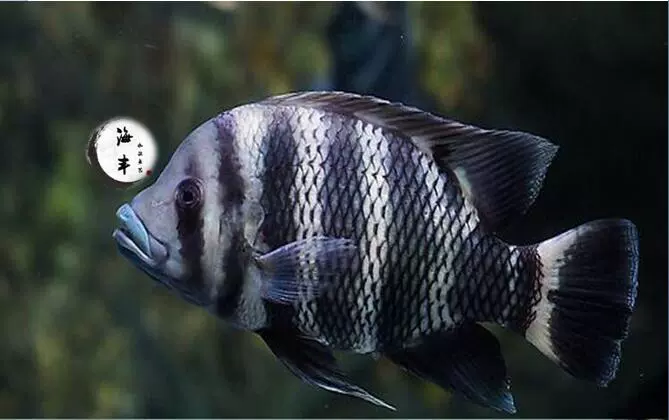 大型魚十間魚活體魚熱帶魚觀賞魚坦鯛馬鯛中型魚談