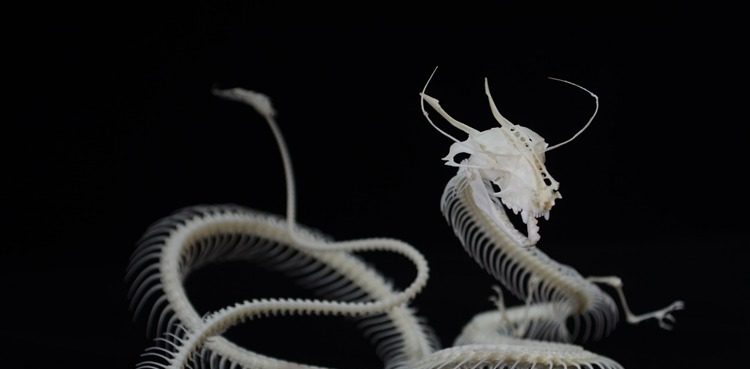 自由的骨头龙骨骼标本