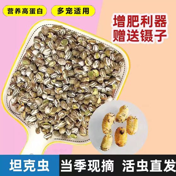 
Tank bug, honey glider snacks, hamster snacks, golden bear macaroni, rat high protein canned fattening food