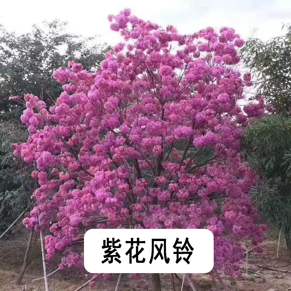 紫花风铃树苗黄花风铃木树苗庭院风景树园林风景行道树苗绿化
