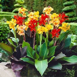Canna Flower Viewing Plant Potted Large Flower Canna Flower Perennial Root Herb Garden Greening Bulb