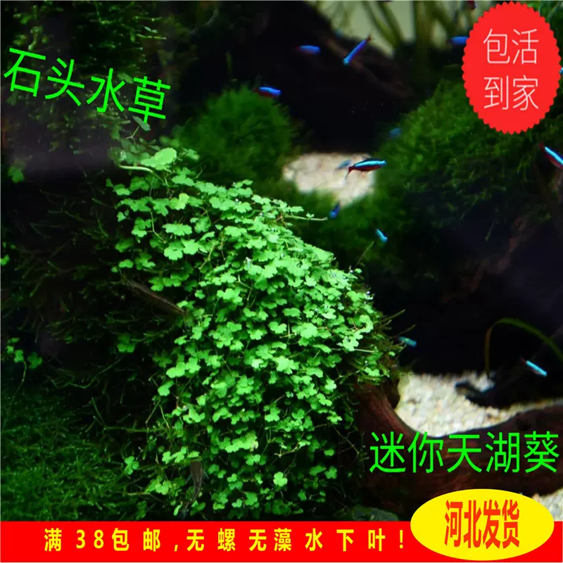 天湖葵迷你天胡葵迷你牛毛新手水草前景草造景水草無須co2 Taobao