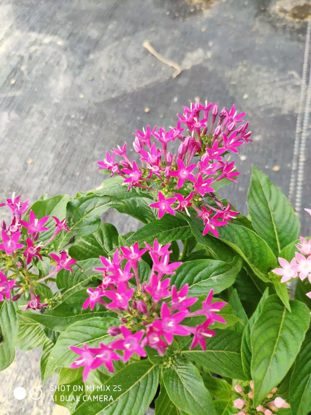 五星花花苗繁星花雨伞花星形花室外耐热耐晒庭院
