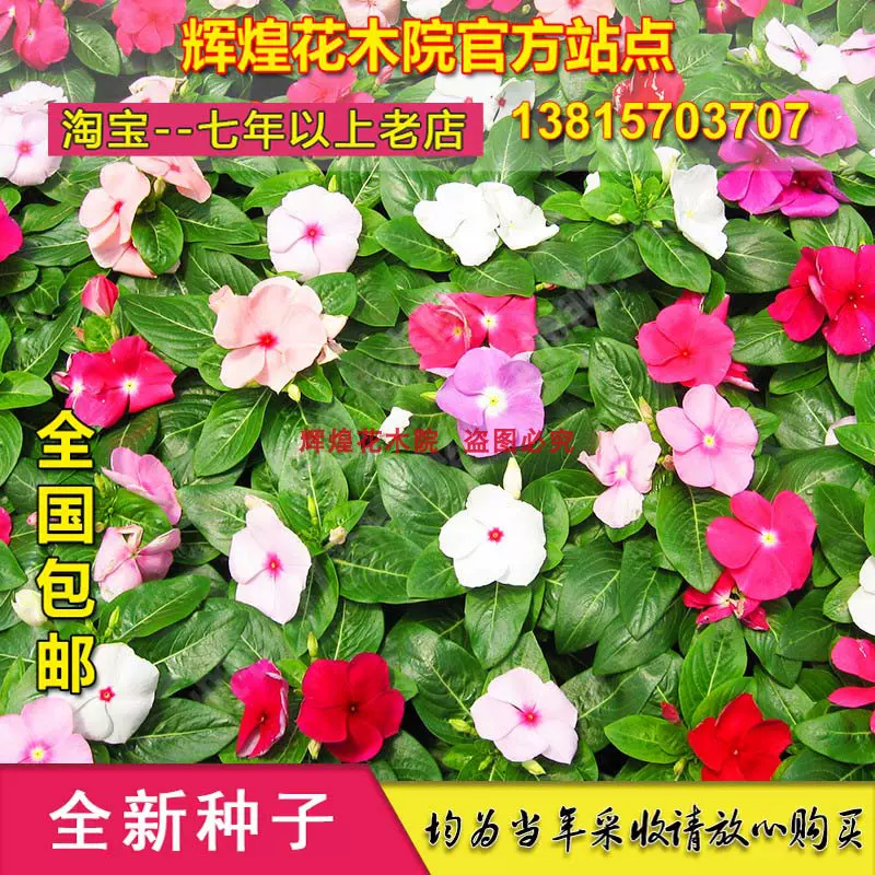 花卉种子长春花种籽盆栽日日春花种孑长春花籽花苗