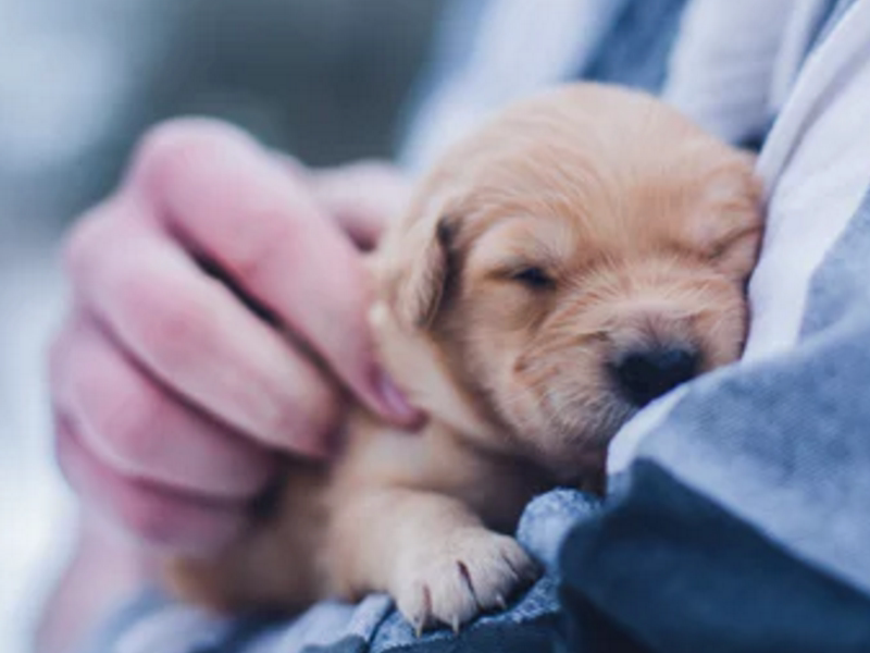 爱狗人士的福音 全犬期都可食用 美优享 美丽优品分享好站 优品情报站