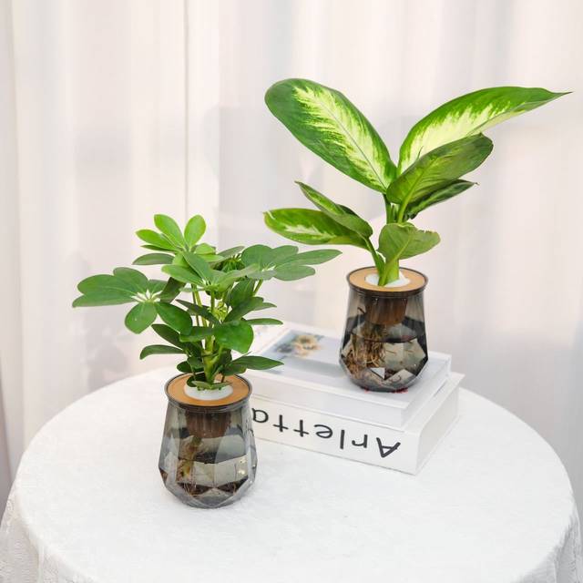 Hydroponic green plant four-piece set for home air purification Marian gold diamond rich coconut duck foot wood purifies air