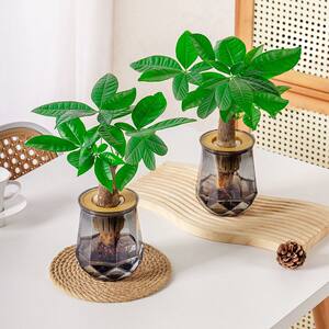 
Nordic transparent hydroponic flowerpot plastic transparent imitation glass green plant potted tableware water cultivation root viewing vessel bottle