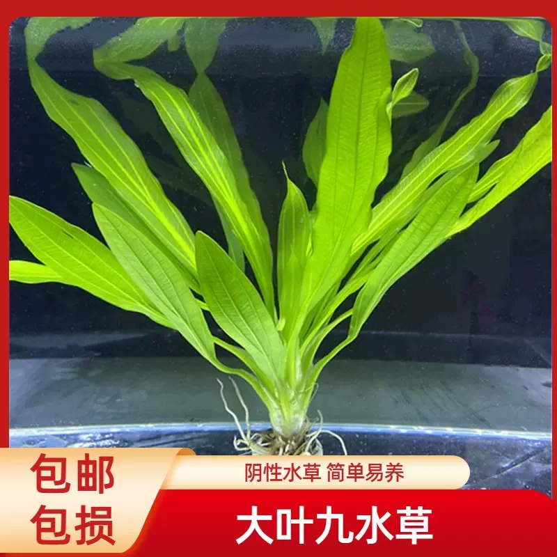 水草活體淡水植物陰性懶人大葉九皇冠綠烏拉圭增氧淨化水質魚缸 Taobao