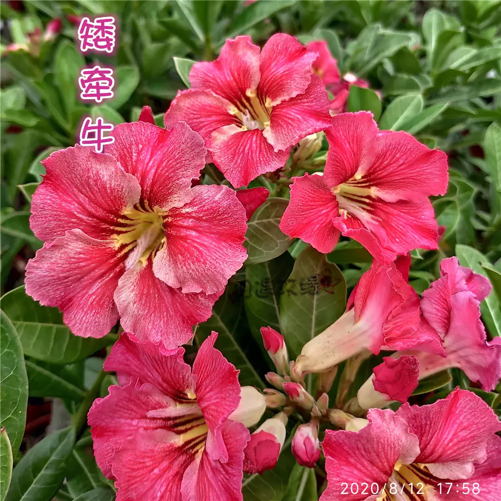 相遇玫缘爆花沙漠玫瑰新品 矮牵牛 赏花赏根块根