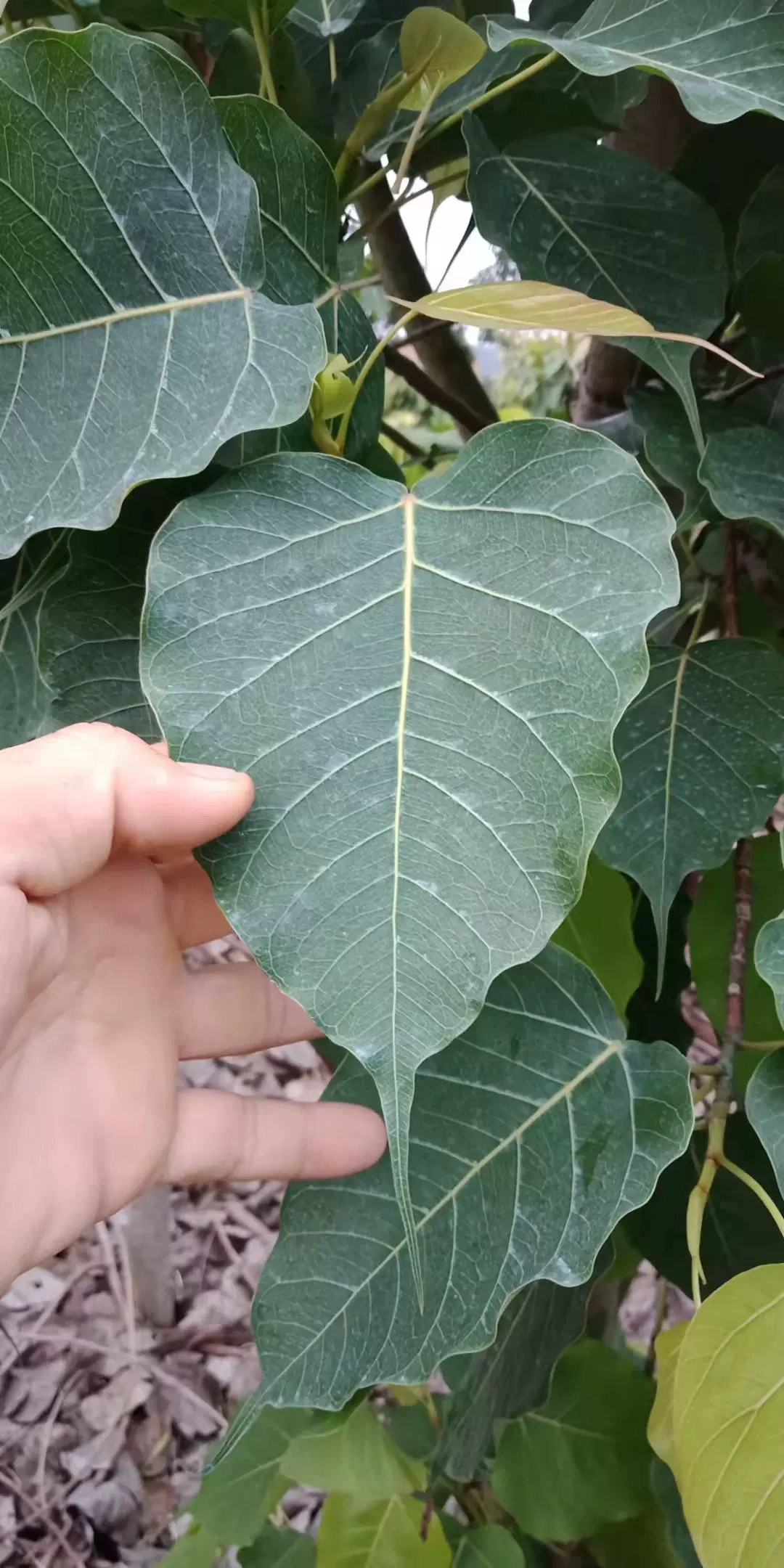 菩提樹葉鮮葉葉雕木葉盞用現採各種尺寸規格包郵