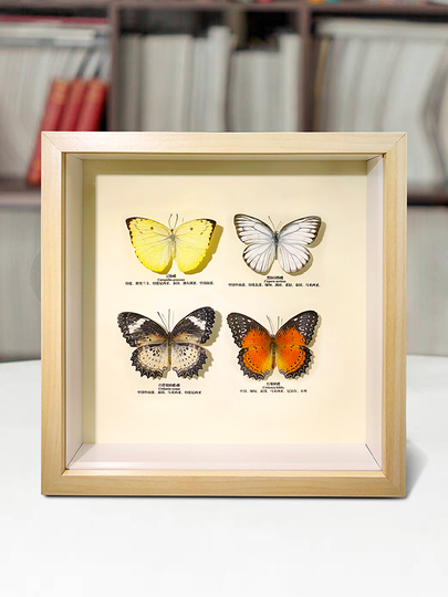蝶標本の壁掛けアート - 子供と科学のための3Dフレーム昆虫展示