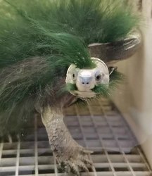 Lucky turtle, yellow-throated water turtle, authentic green-haired turtle, Nanshi Daqing Xiaoqing, birthday gift, tea table pet turtle