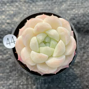 taobao succulent plant Latest Best Selling Praise Recommendation 