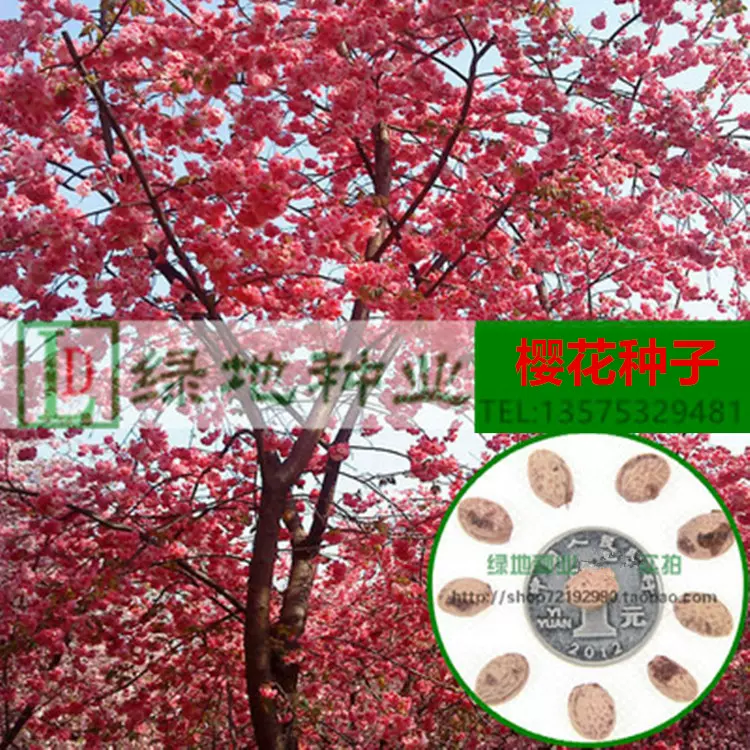 新采樱花种子日本大红樱花山樱花种子樱桃种子园林绿化常用品种