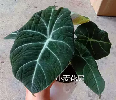 黑天鹅海芋植株绿植盆栽天南星科海芋属绒面观音莲 Taobao