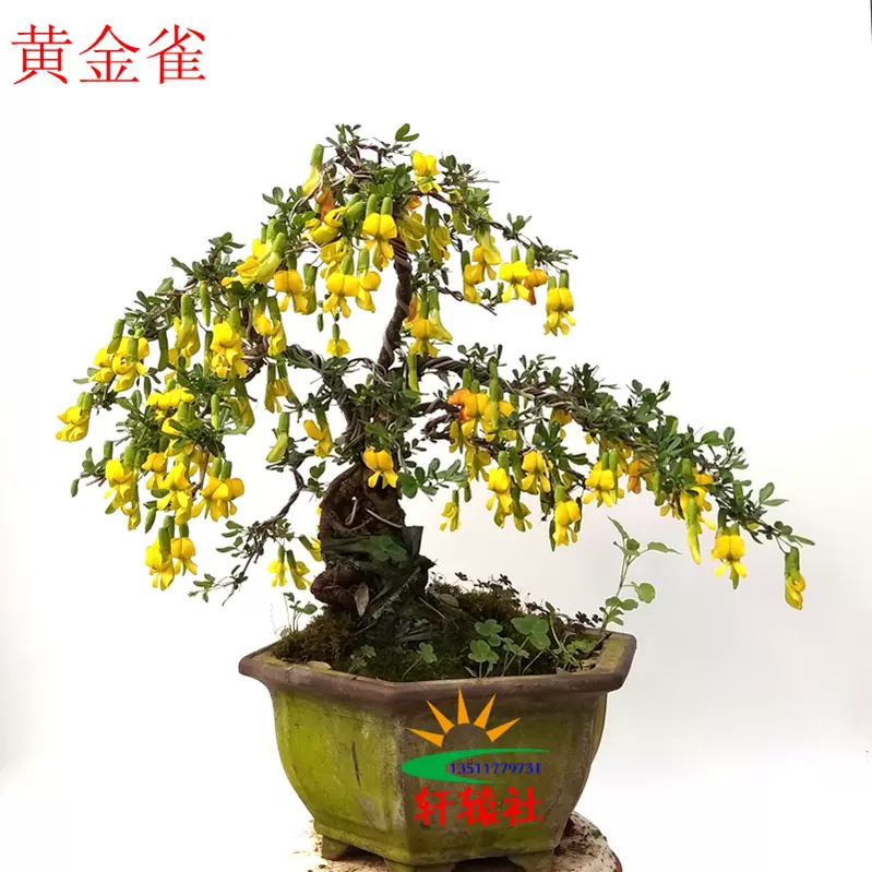 黄金雀盆景金雀花锦鸡花苗型树桩盆栽3月带花苞提根造型素材实拍-Taobao