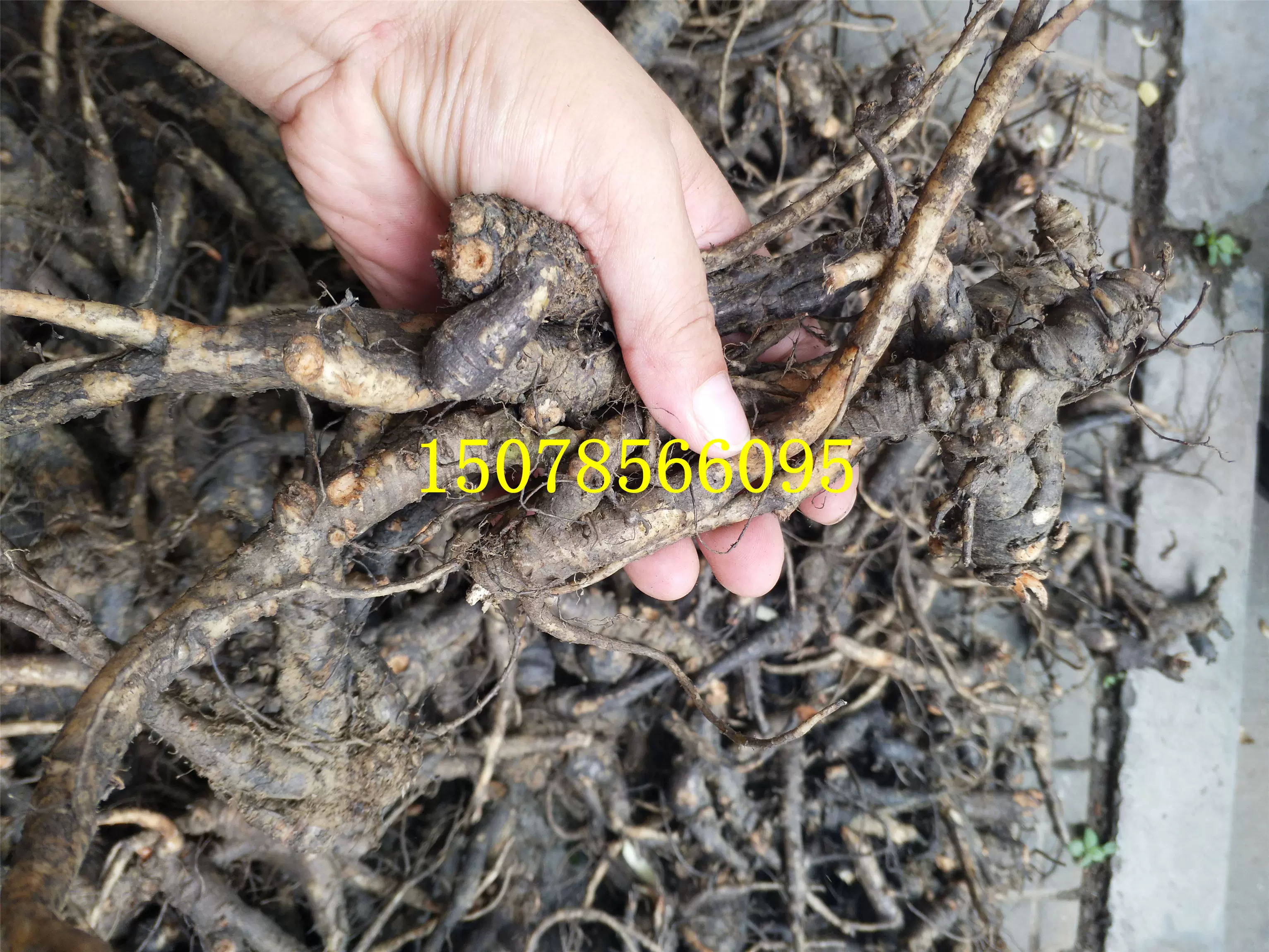 新鮮野生土人參櫨蘭土高麗參人參菜種櫨蘭申時花