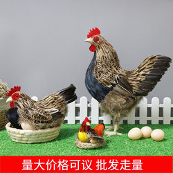 Simulated Chicken Model Toy, Fake Hen, Rooster Figurine, Egg-Laying Hen, Chick Doll, Hatching Chicken, Poultry Animal