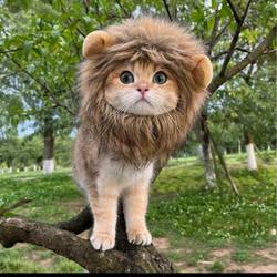Halloween Lion Transforms into Ghost Festival Pet Dog and Cat Hat Adjustable Dog Supplies Cat Clothes Decoration Autumn and Winter