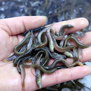 
Taiwanese loach seedlings are fed freshly to pets, ornamental arowana and turtle feed are used to fish and breed small loaches live bait.