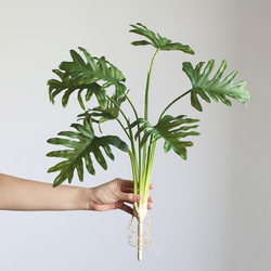 Nordic ins Style Artificial Green Plants Spring Rain Leaves Hydroponic Model Room Decoration Calla Lily Leaves Monstera Photography Props