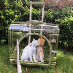 Pet Trolley Bag, Space Capsule Cat Travel Bag, Breathable, Portable, Transparent, Large, Universal Wheel, Dog Travel Box