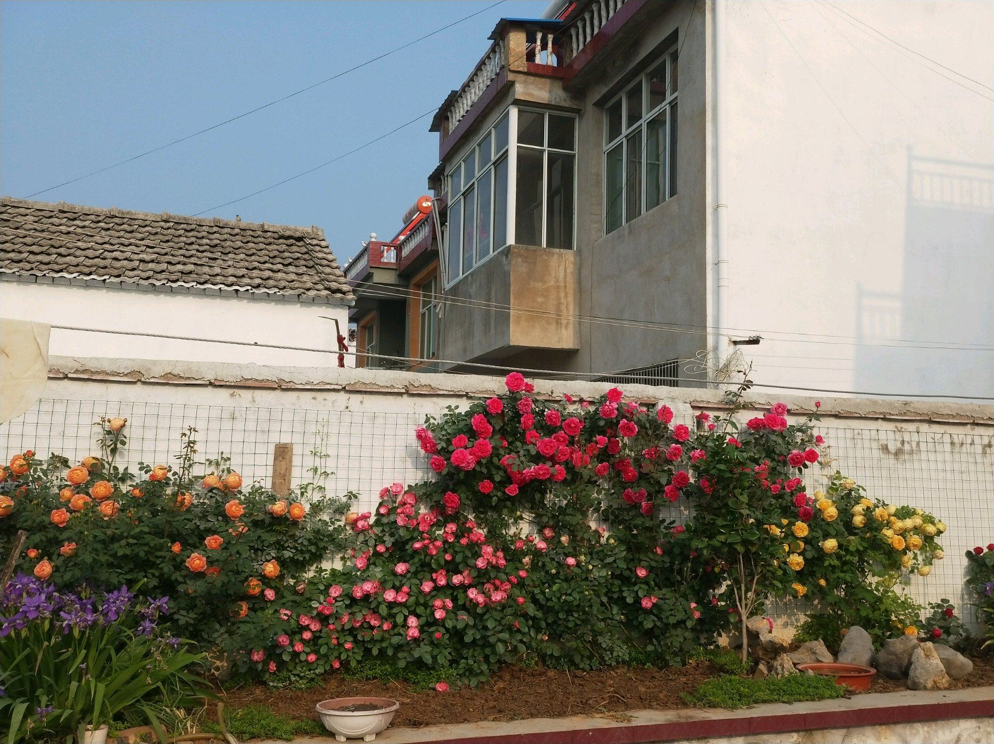 老妈养出一片月季"花墙",方法很简单!