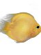 Tropical ornamental fish Golden parrot Live fish Blood red Yuanbao Plum blossom God of wealth fish fortune fish map silver dragon