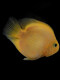 Tropical ornamental fish Golden parrot Live fish Blood red Yuanbao Plum blossom God of wealth fish fortune fish map silver dragon