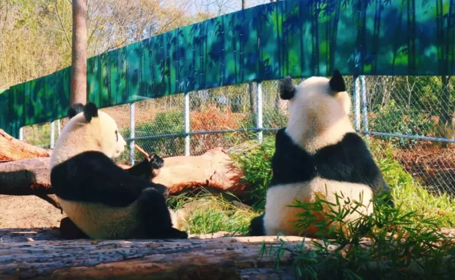 南京汤山紫清湖旅游度假区熊猫馆图片