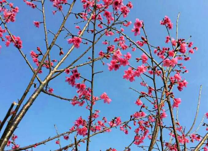 幸福櫻花緣图片