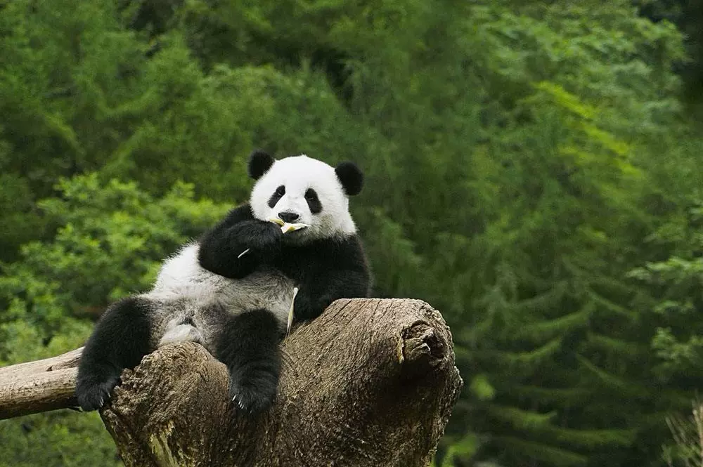 核桃坪保护大熊猫研究中心图片