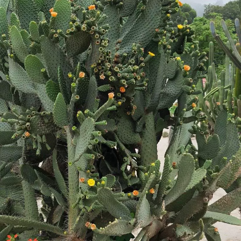 暖馨木直多肉植物园图片