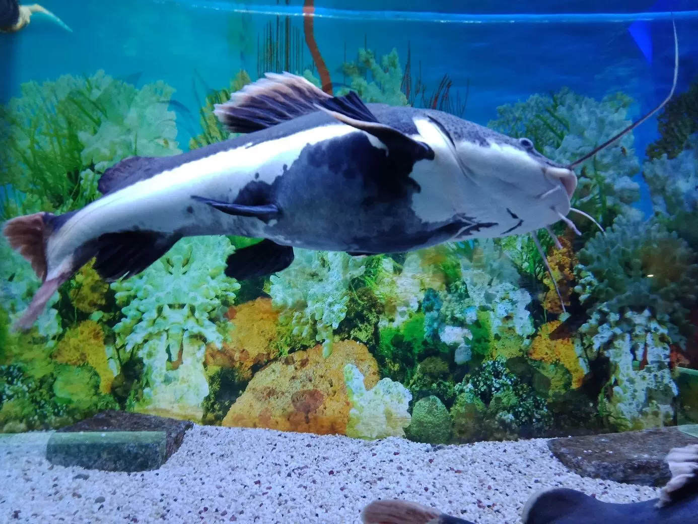 怡景水族馆图片