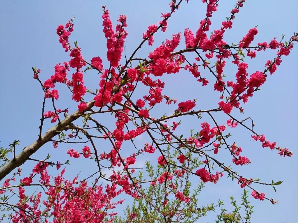 三十岗桃蹊农场图片