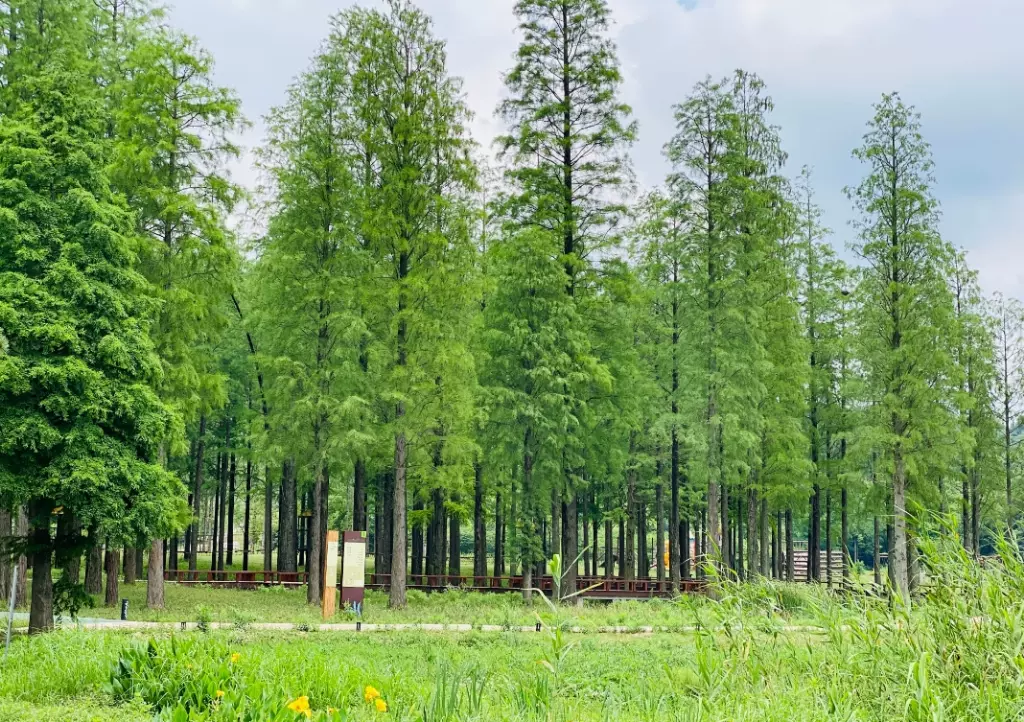 南京平山森林公园图片