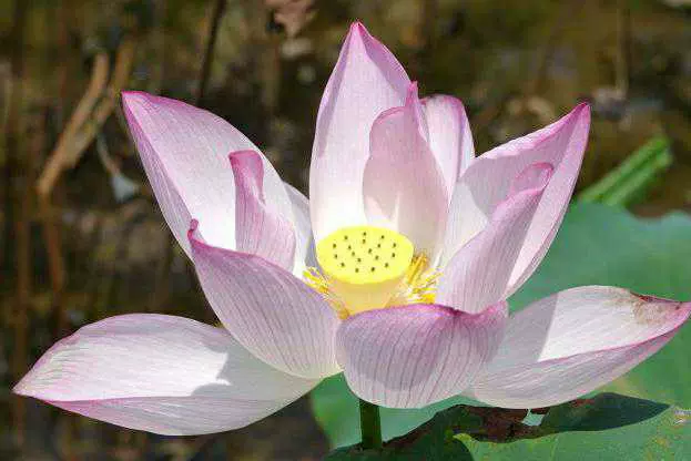 岭背镇荷花观赏基地图片