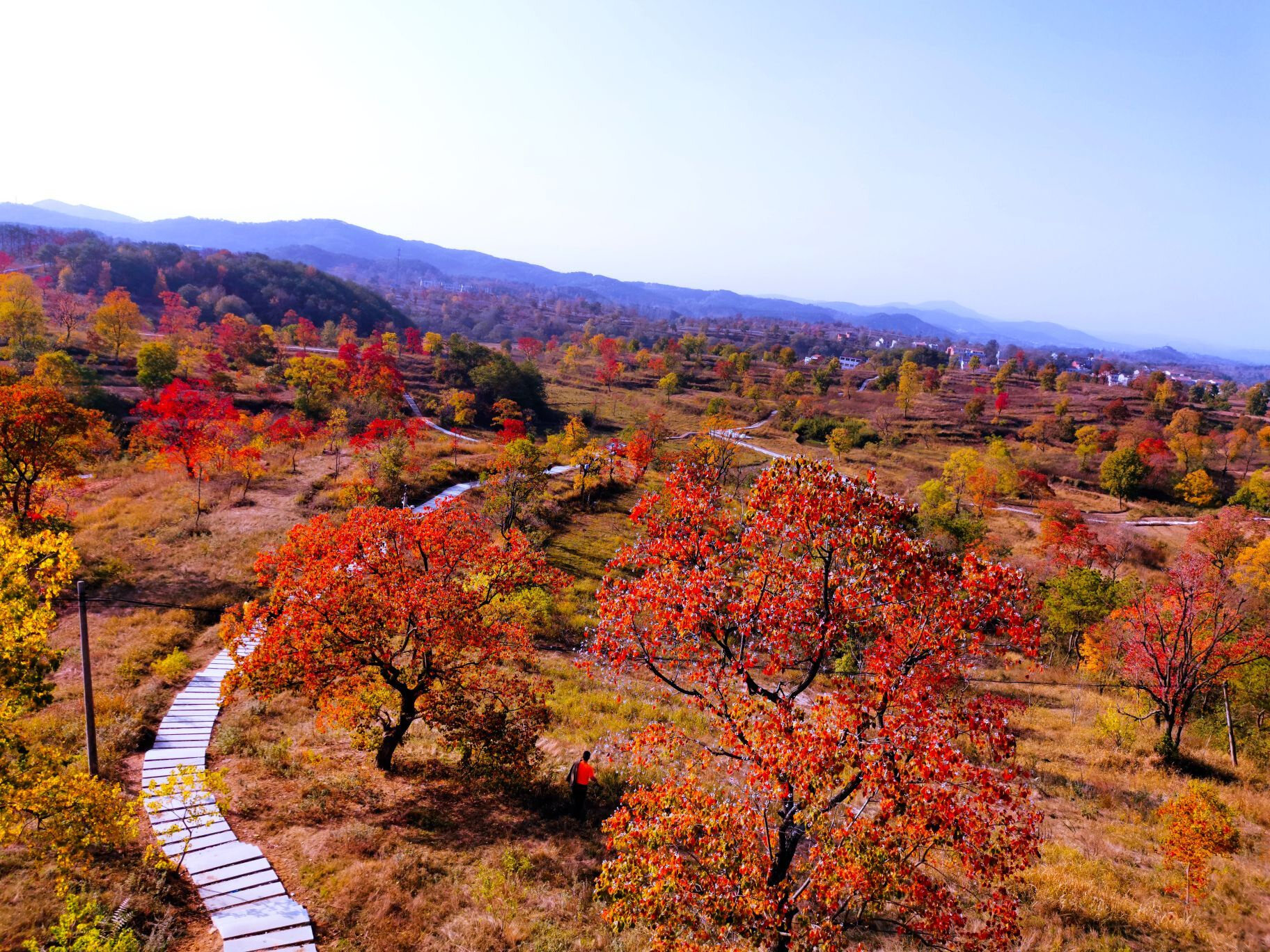 大悟红叶景区景区天气预报