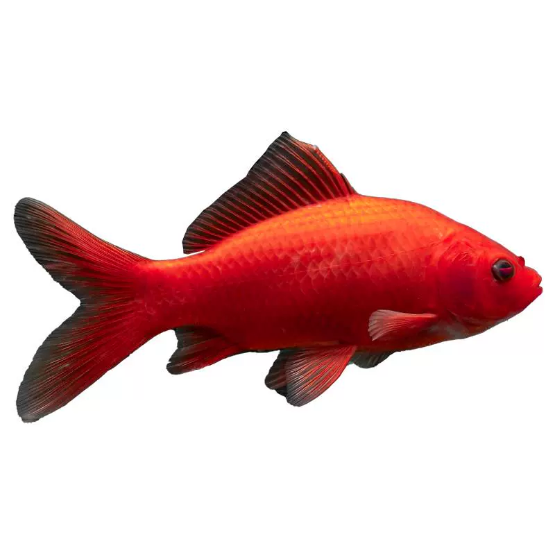 观赏鱼血红冷水鹦鹉好养耐活葡萄金鱼招财黑眼淡水鱼纯种红鱼
