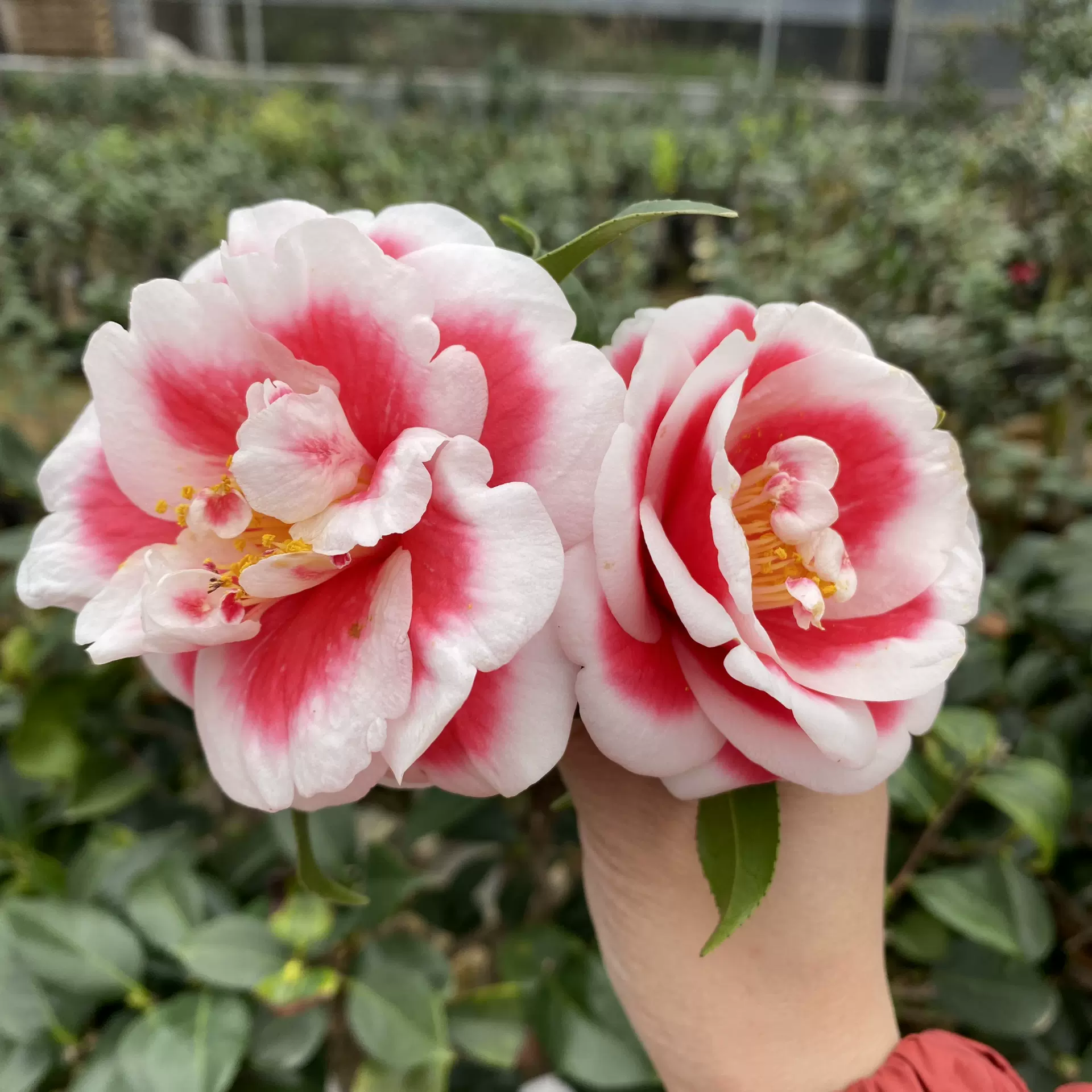 自家基地种植名贵茶花品种友之浦日本进口茶花庭院花卉 自家基地种植名贵茶花品种友之浦日本进口茶花庭院花卉