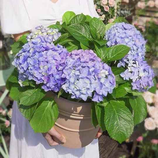 アジサイ苗 Yizhonghua Endless Summer アジサイ苗 - 八重咲き、大輪の花