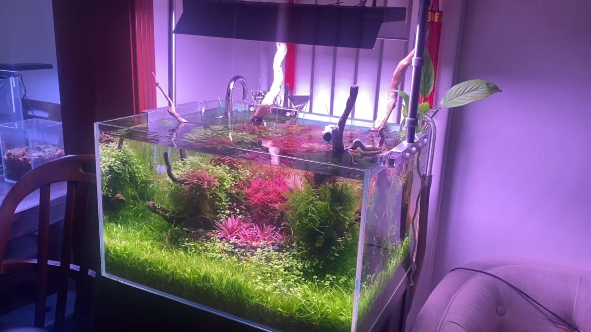 打头水草 红宫廷35颗 紫三角10颗 紫百叶5颗 天湖