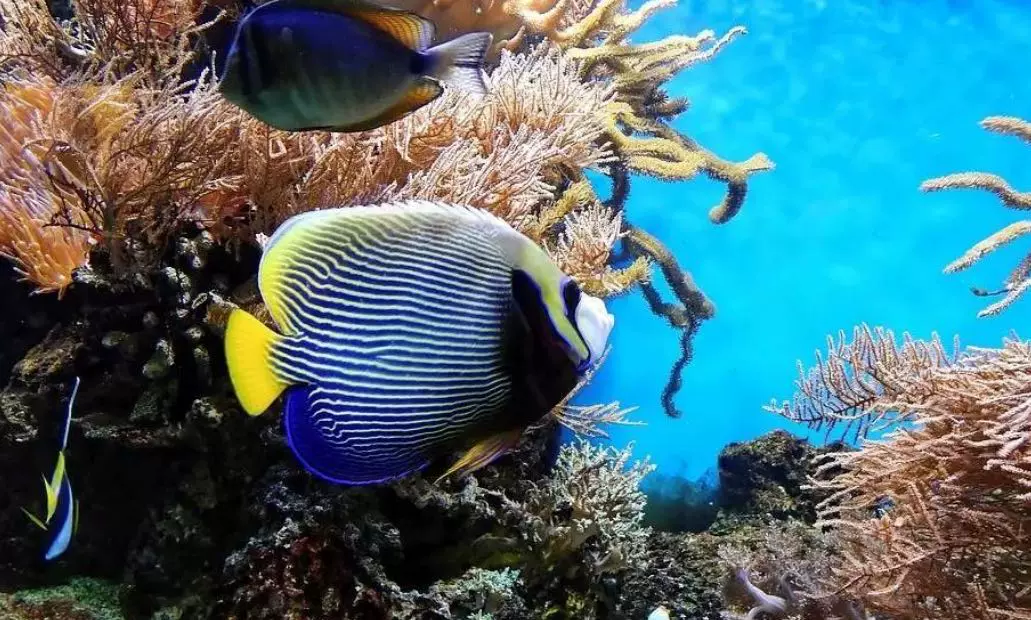 爱渔水族馆图片