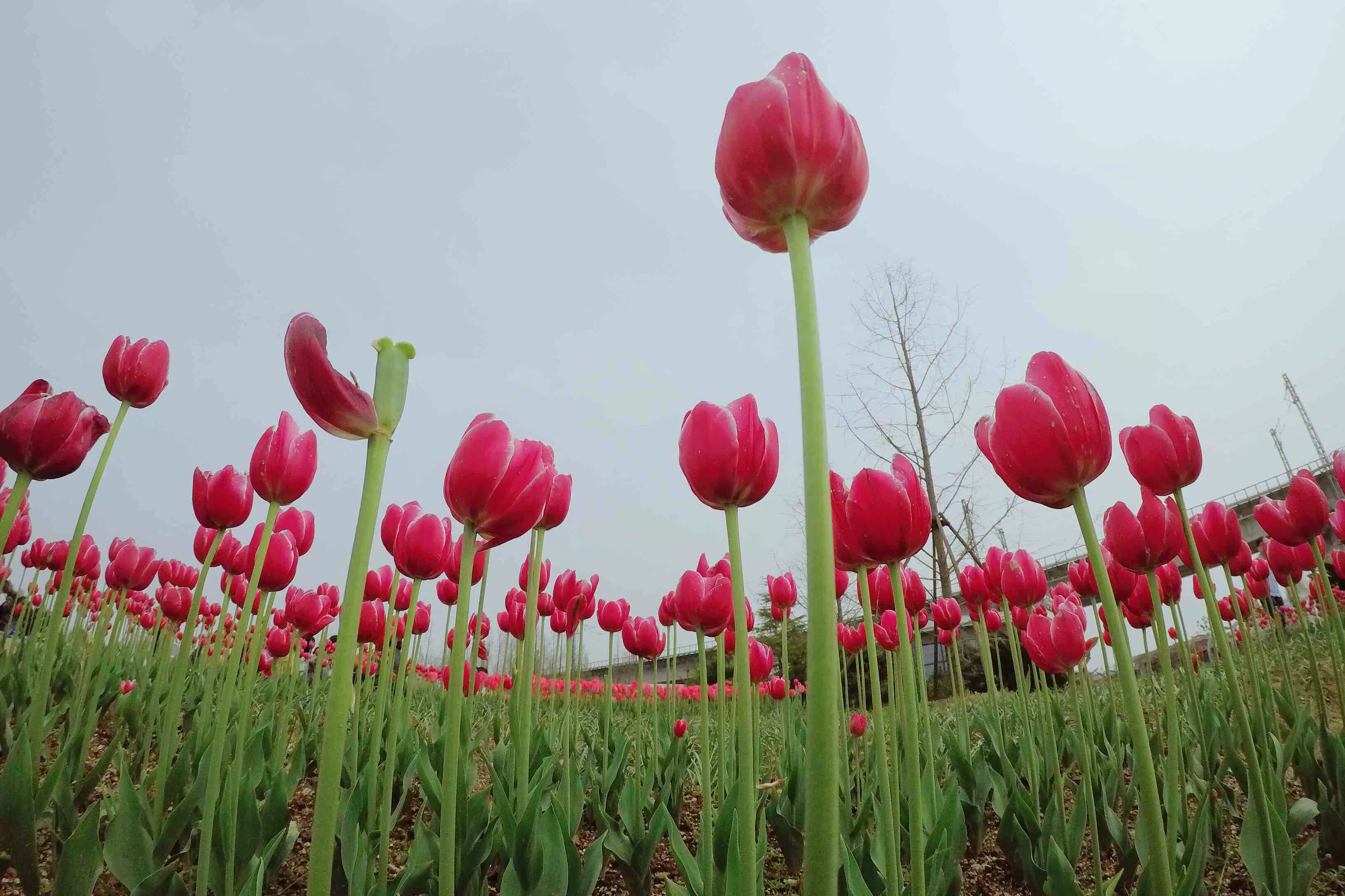 宁波植物园图片