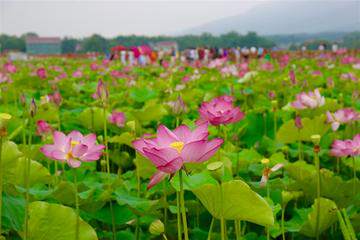 花田荷塘村景区景区天气预报