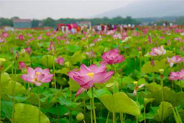 花田荷塘村景区图片