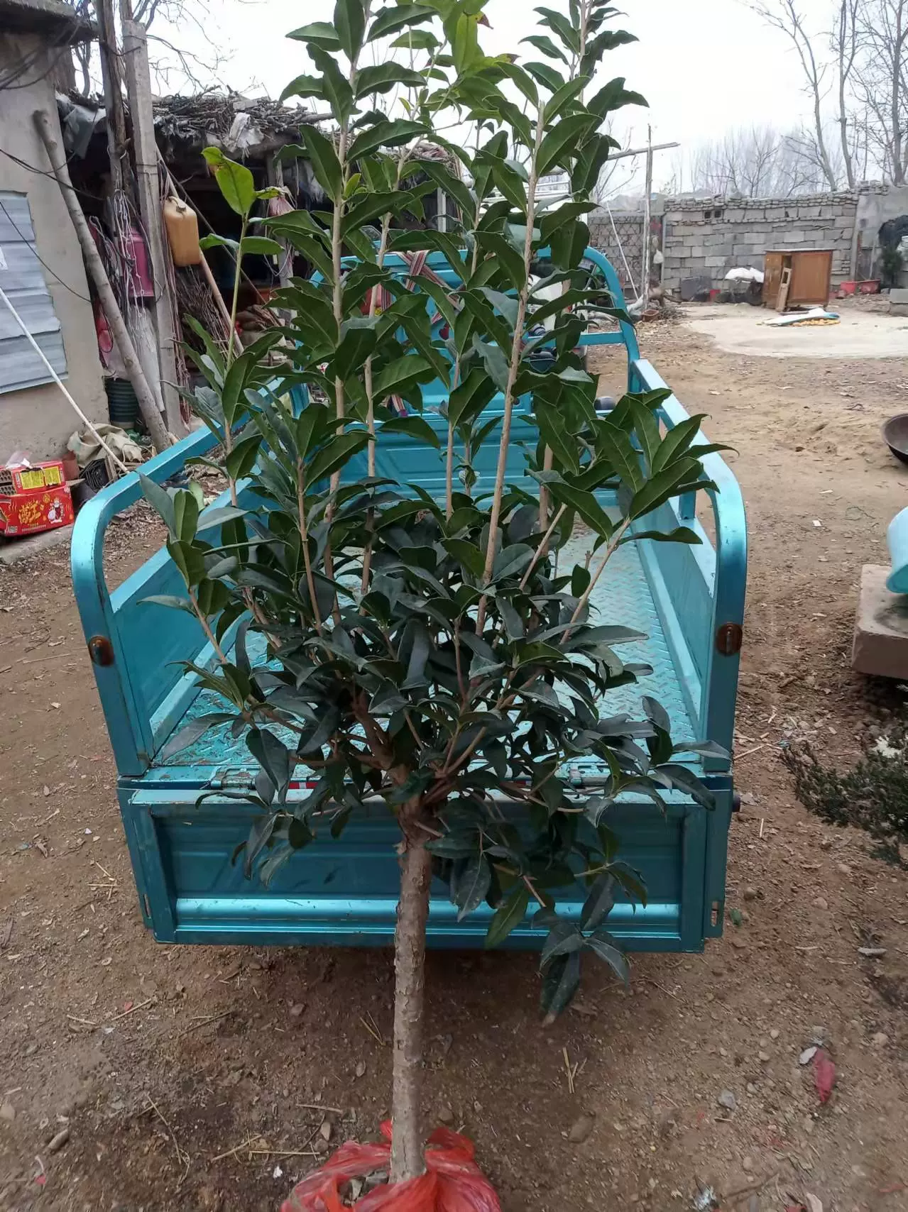 丹桂状元红桂花树苗