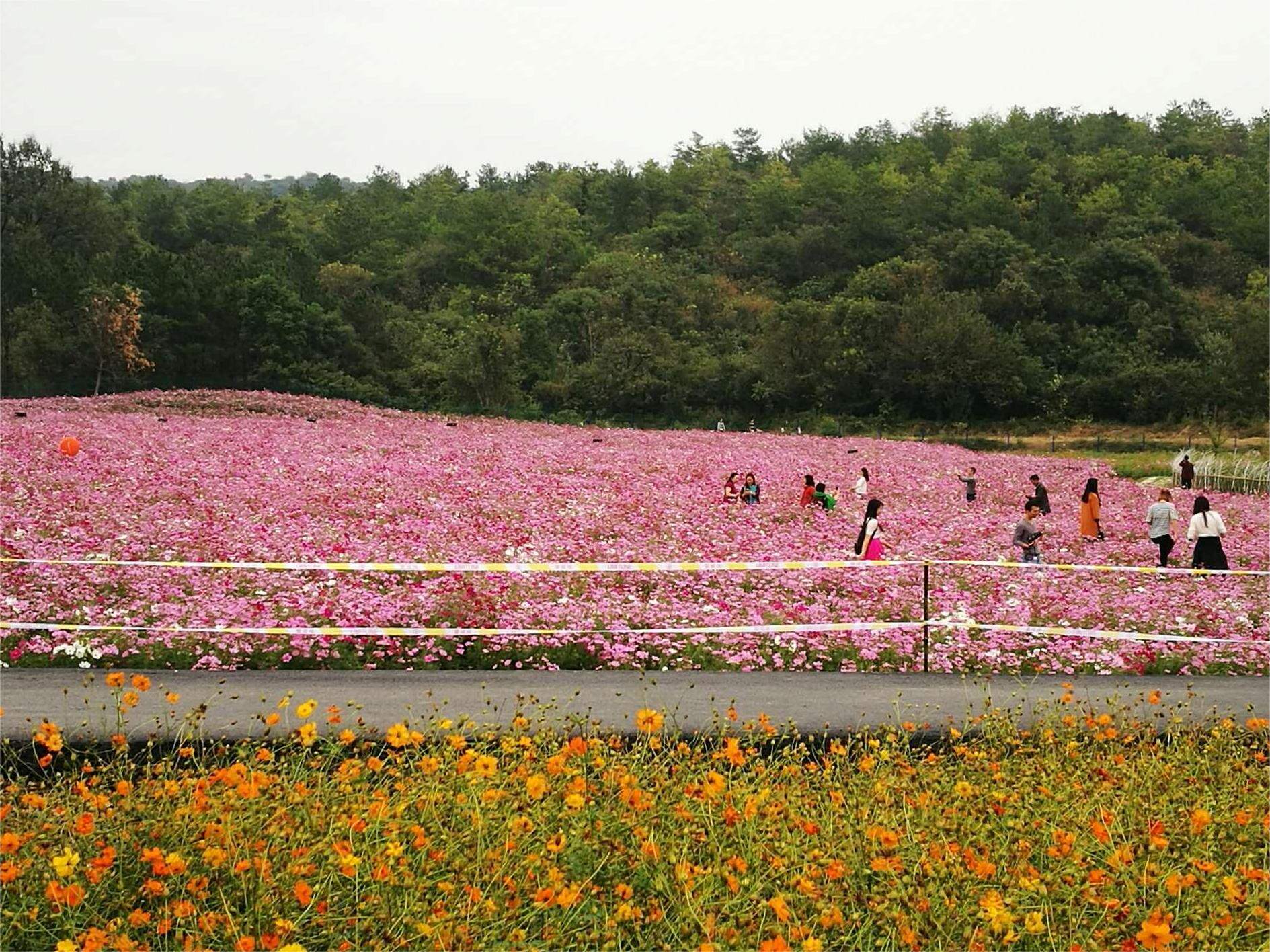 湖北省荆门市京山市花台山景区景区天气预报