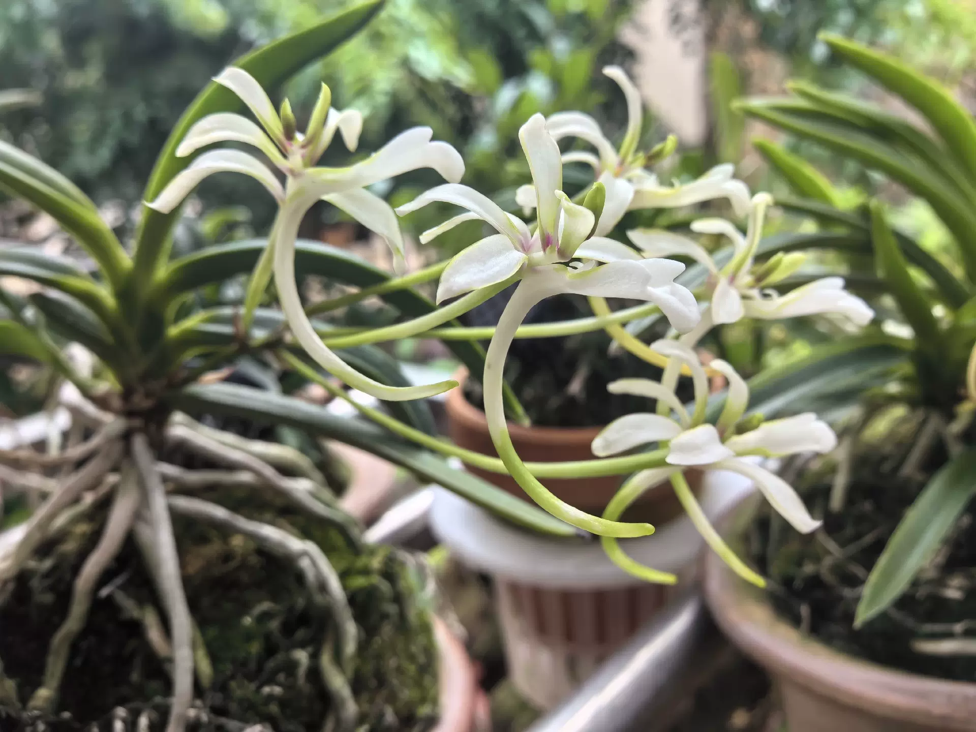 花彩＊富貴蘭 『天恵覆輪』8本立(寄植え) 風蘭 春蘭 中国蘭 寒蘭 長生